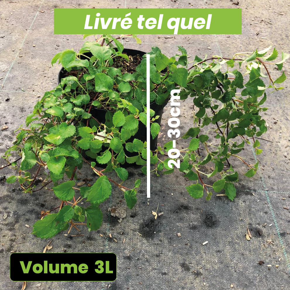 Schizophragma Hydrangeoides Book - Faux Hortensia Grimpant - Volume 3L / 20-30cm