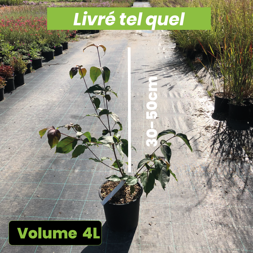 Cornus kousa Wieting's Select - Volume 4L / 30-50cm