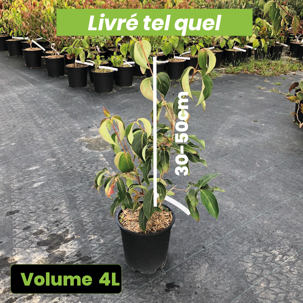 Cornus Kousa 'Blue Shadow' - Volume 4L / 30-50cm