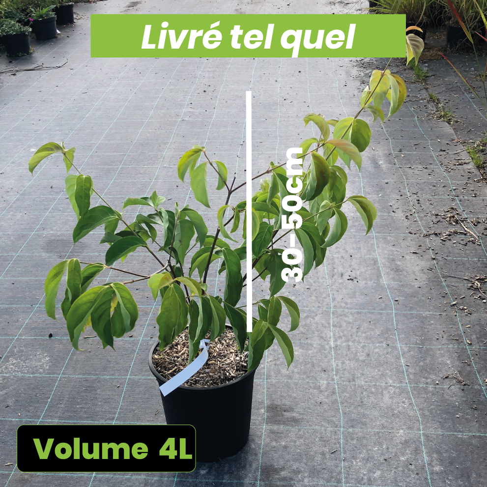 Cornus kousa x capitata Norman Hadden - Volume 4L / 30-50cm