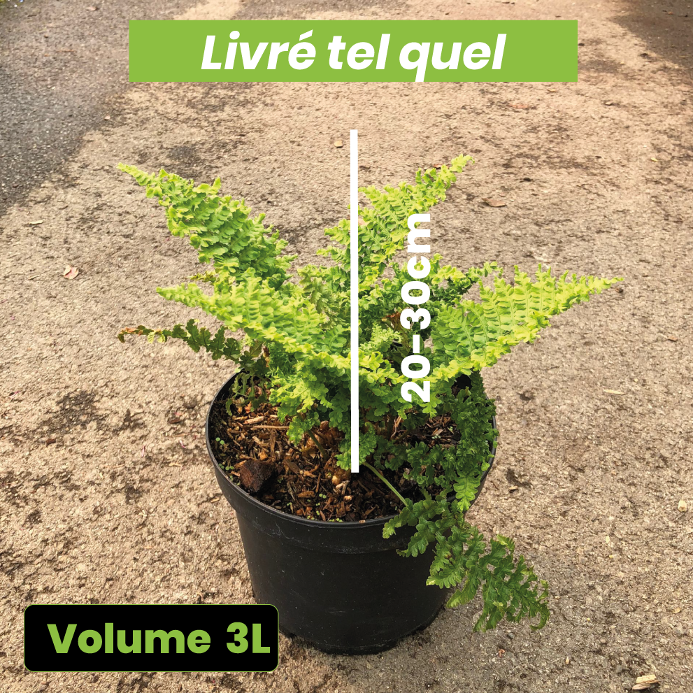 Dryopteris Filix-Mas Crispa - Fougère mâle - Volume 3L / 20-30cm