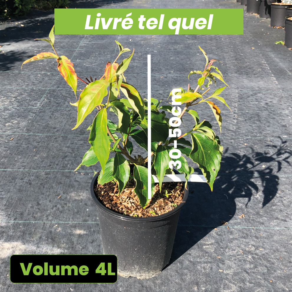 Cornus kousa Big Apple - Volume 4L / 30-50cm