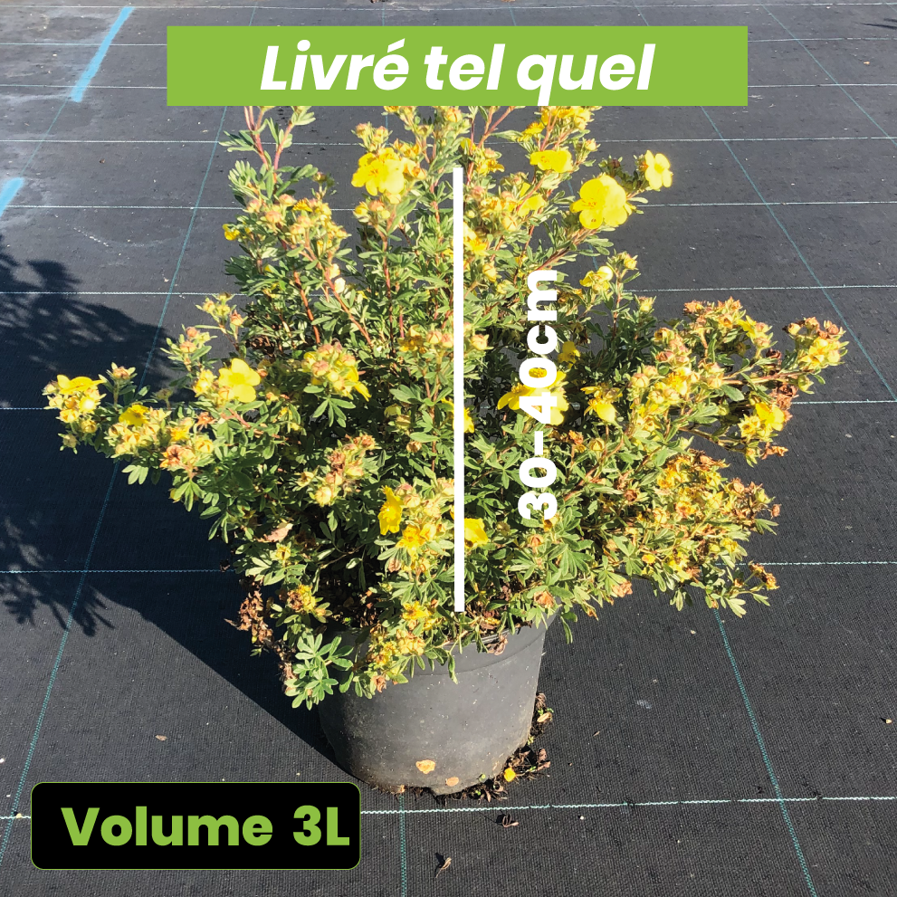 Potentilla fruticosa Sommerflor - Volume 3L / 30-40cm