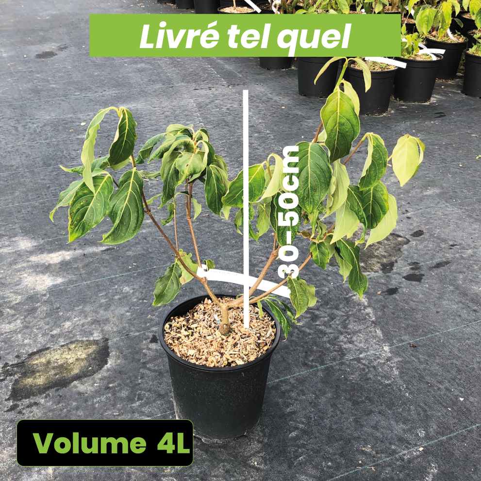 Cornus kousa China Girl - Volume 4L / 30-50cm