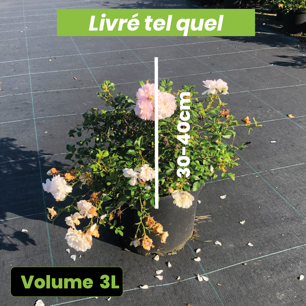 Rosa 'white Fairy' - Volume 3L / 30-40cm
