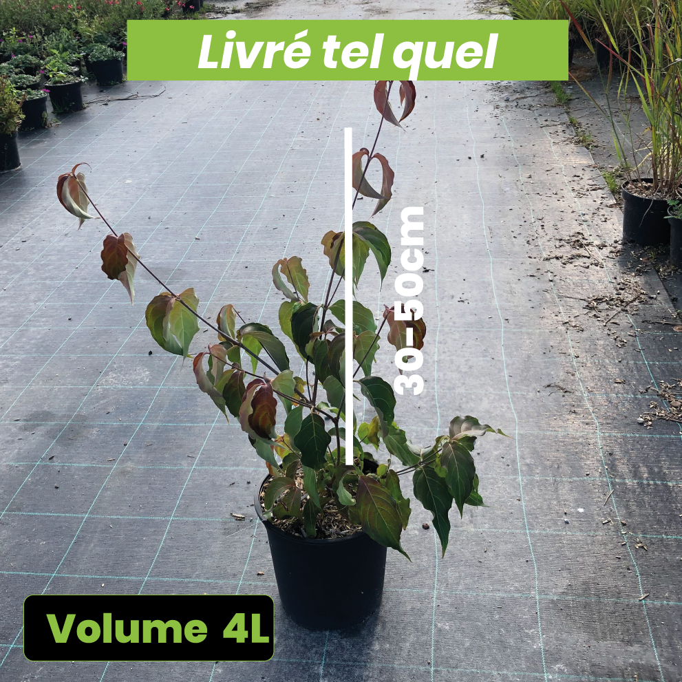 Cornus kousa Copacabana - Volume 4L / 30-50cm