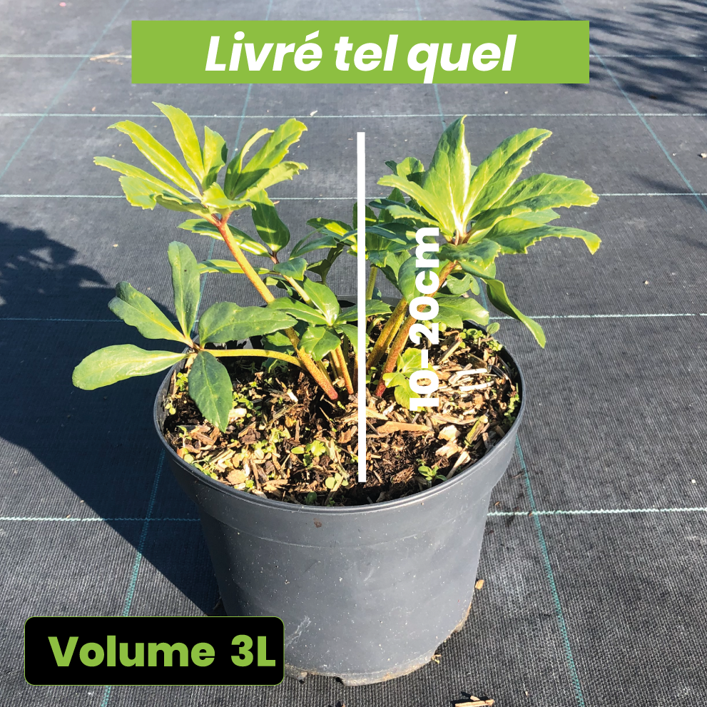 Helleborus niger - Hellébore noir - Volume 3L / 10-20cm