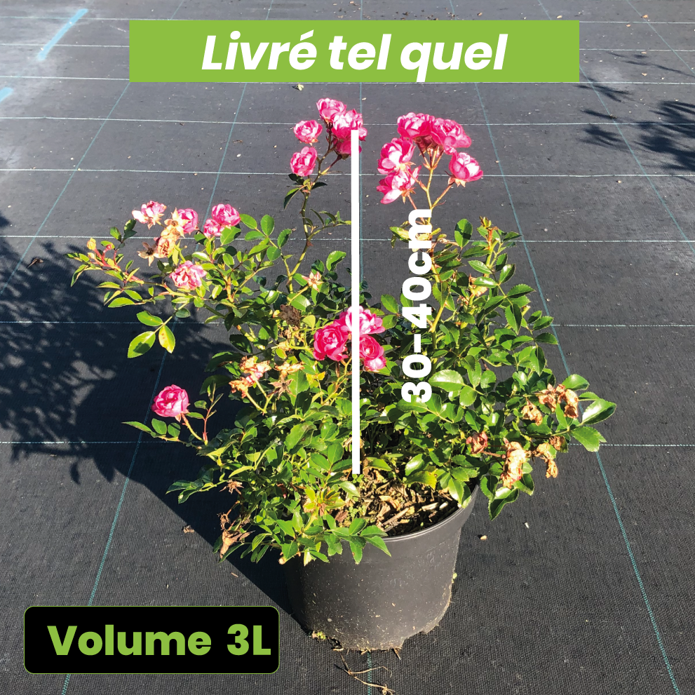Rosa Fairy Rood - Volume 3L / 30-40cm