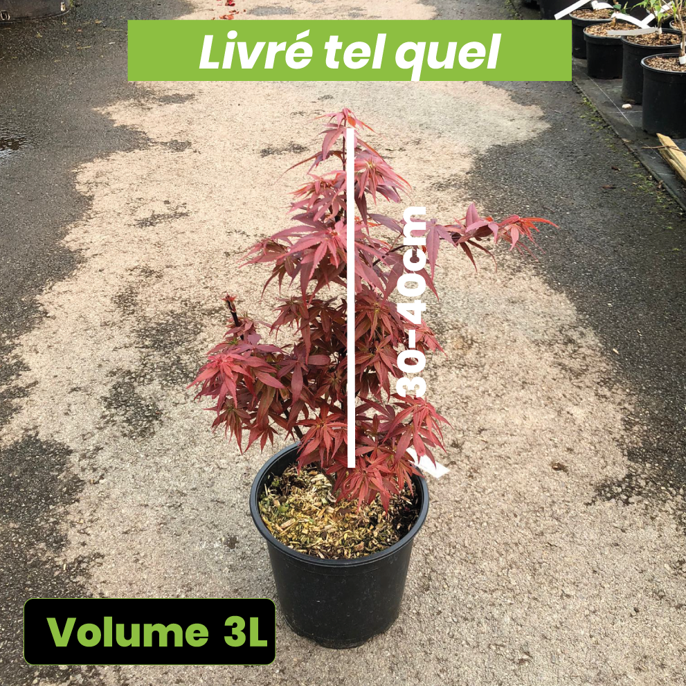 Acer Palmatum Skeeter's Broom - Érable du Japon - Volume 3L / 30-40cm