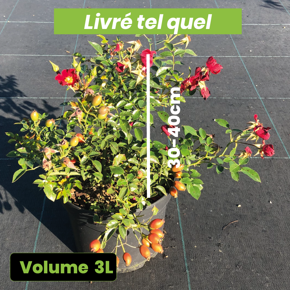 Rosa Red Cascade - Volume 3L / 30-40cm