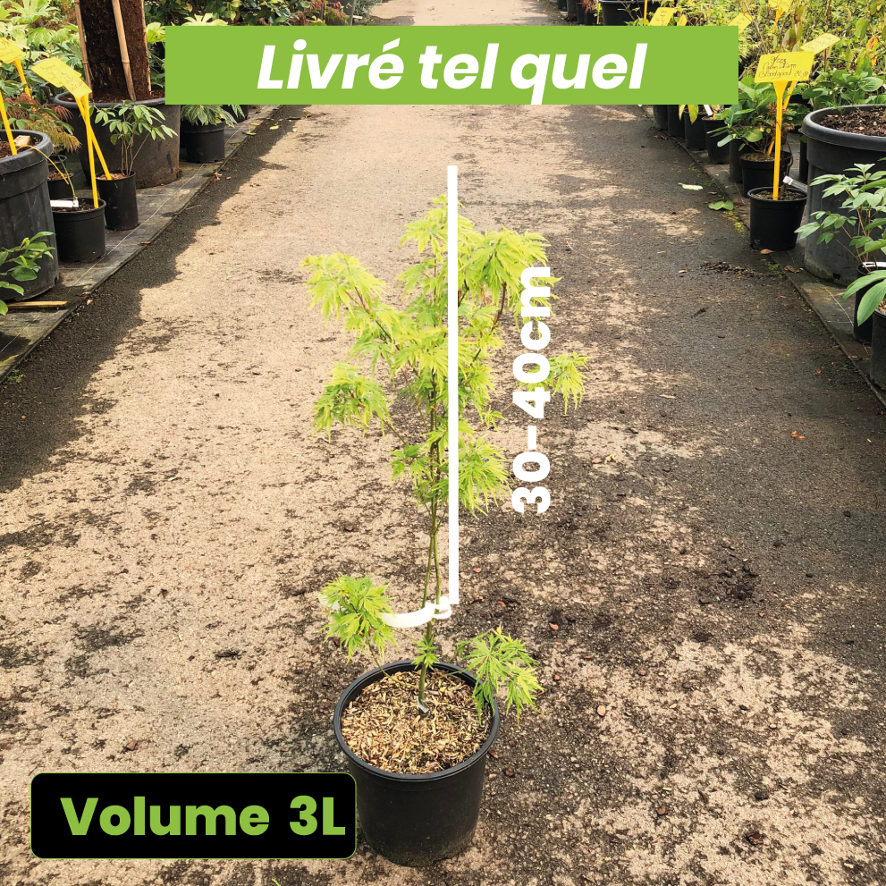 Acer Palmatum Dissectum 'Seiryu' - Volume 3L / 30-40cm