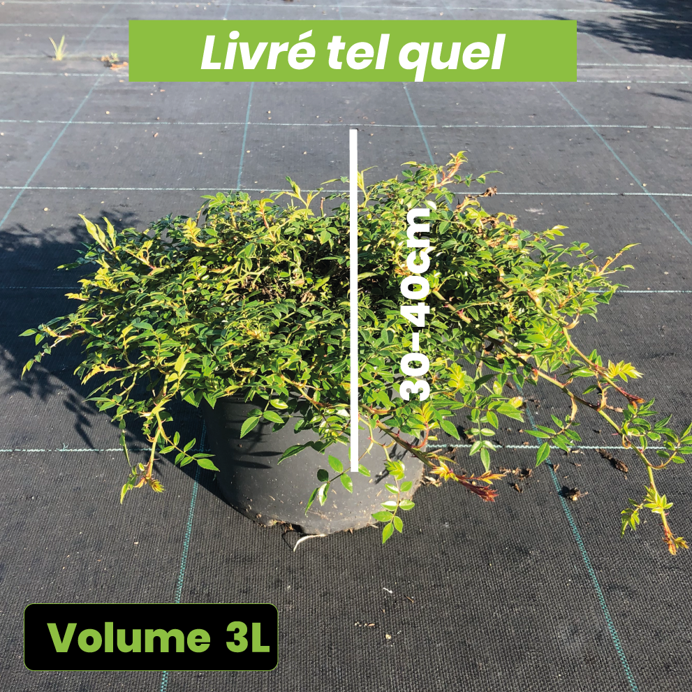 Rosa Snow Carpet - Volume 3L / 30-40cm