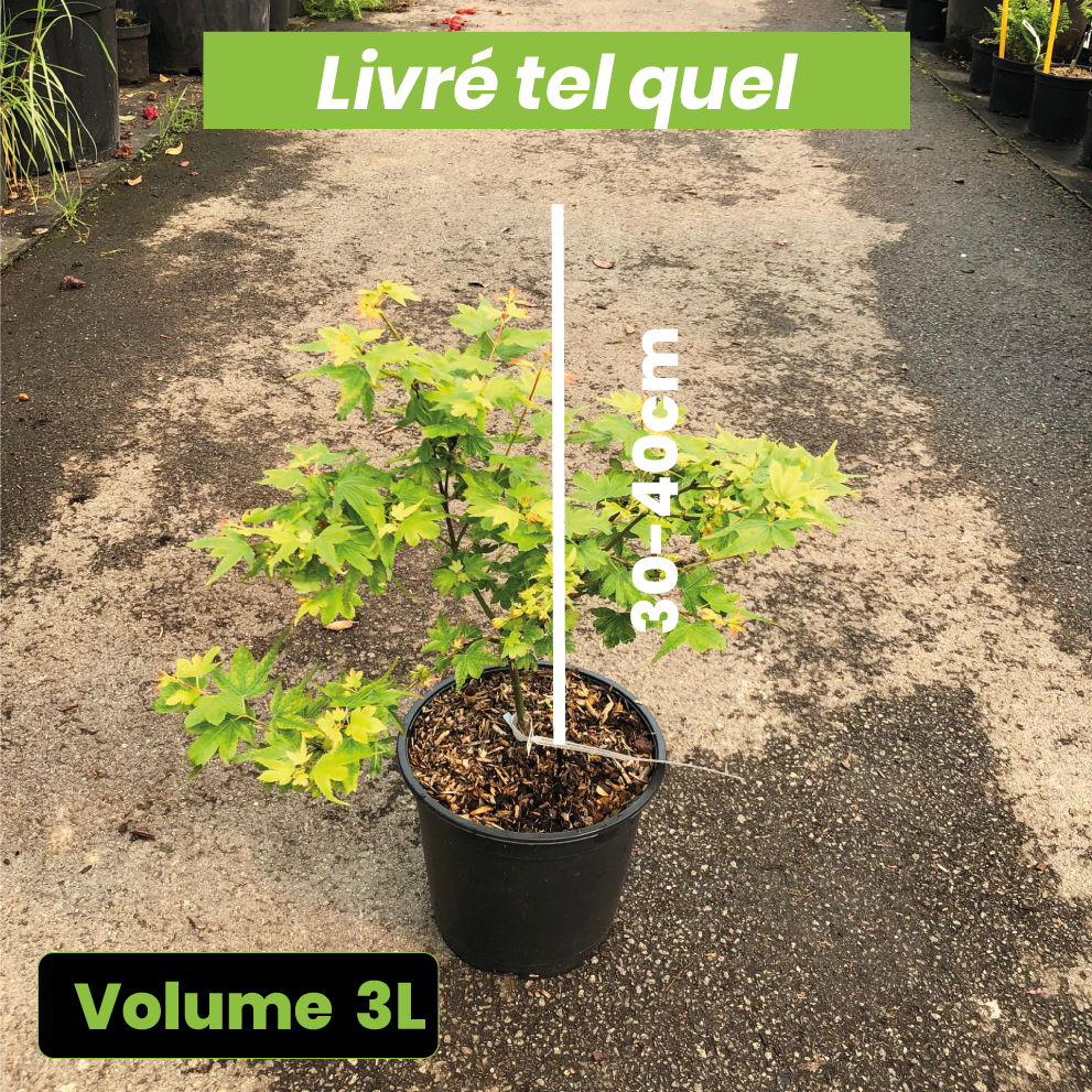 Acer Palmatum Koto Maru - Érable du Japon - Volume 3L / 30_40cm