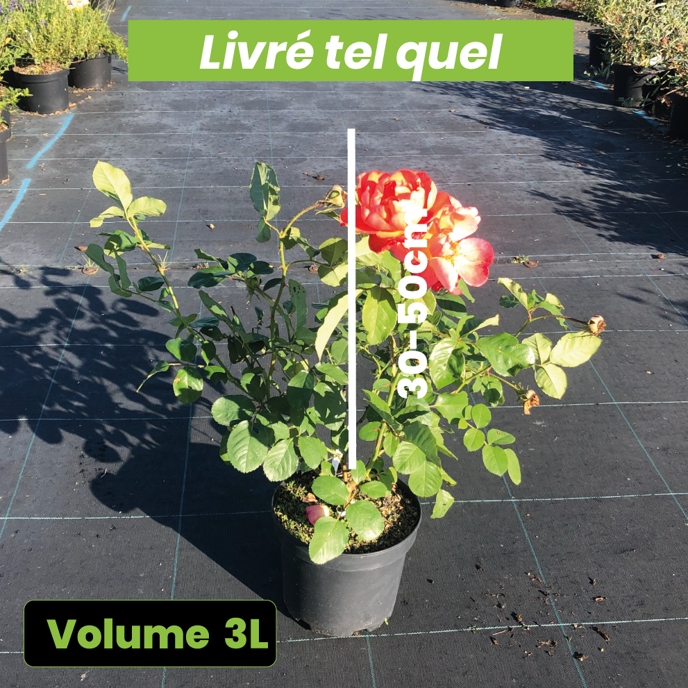 Rosa Westerland - Volume 3L / 30-50cm