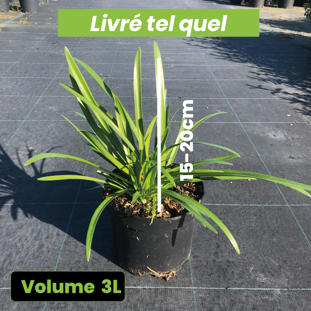 Agapanthus Africanus Alba - Volume 3L / 15-20cm
