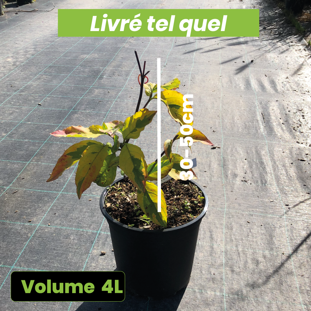 Cornus florida 'Cherokee Sunset' - Volume 4L / 30-50cm