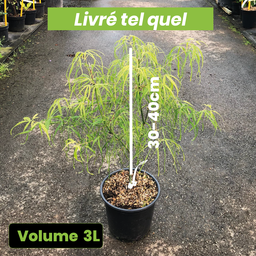 Acer Palmatum Koto No Ito - Volume 3L / 30-40cm