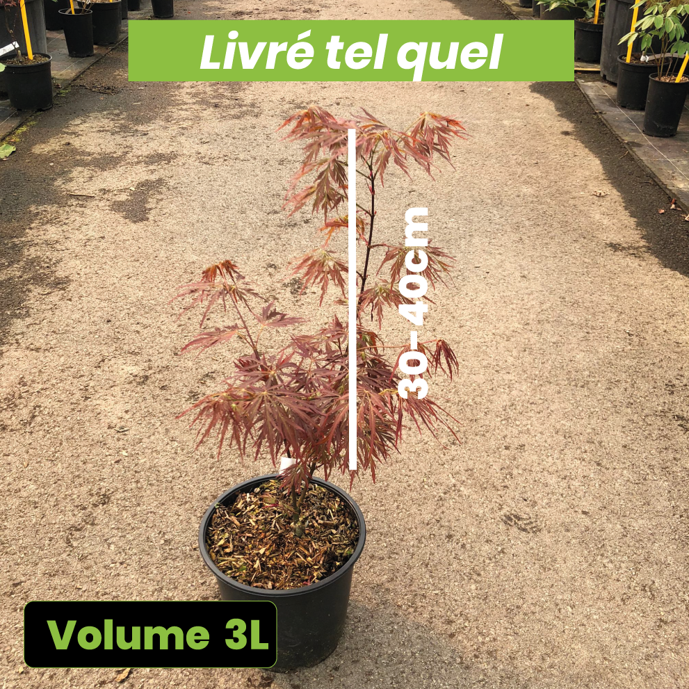 Acer Palmatum Dissectum Crimson Queen - Volume 3L / 30-40cm