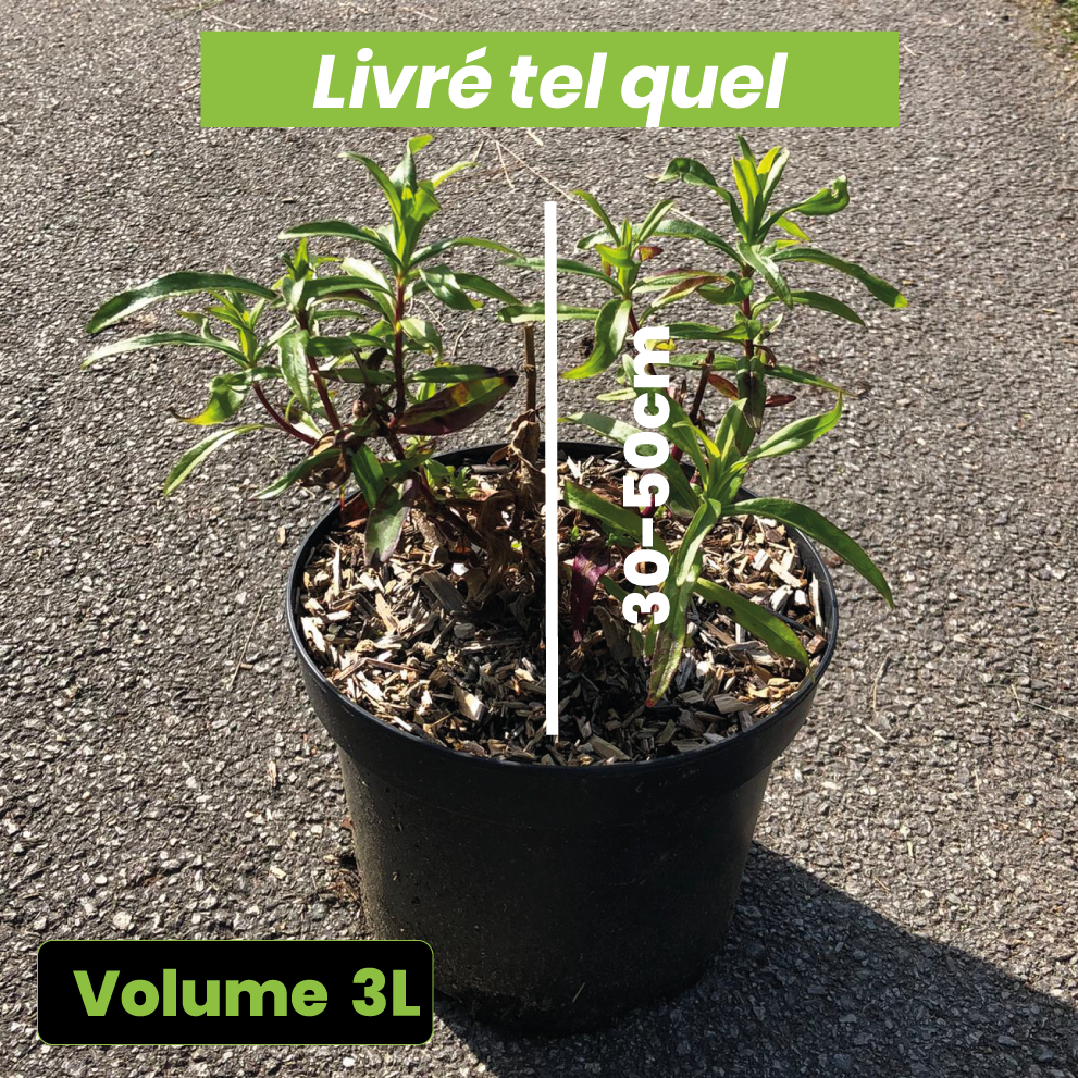 Penstemon Rubicundus - Volume 3L / 30-50cm