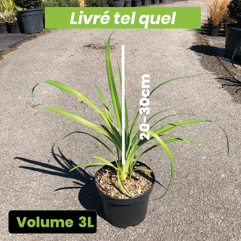 Hemerocallis Frans Hals - Volume 3L / 20-30cm