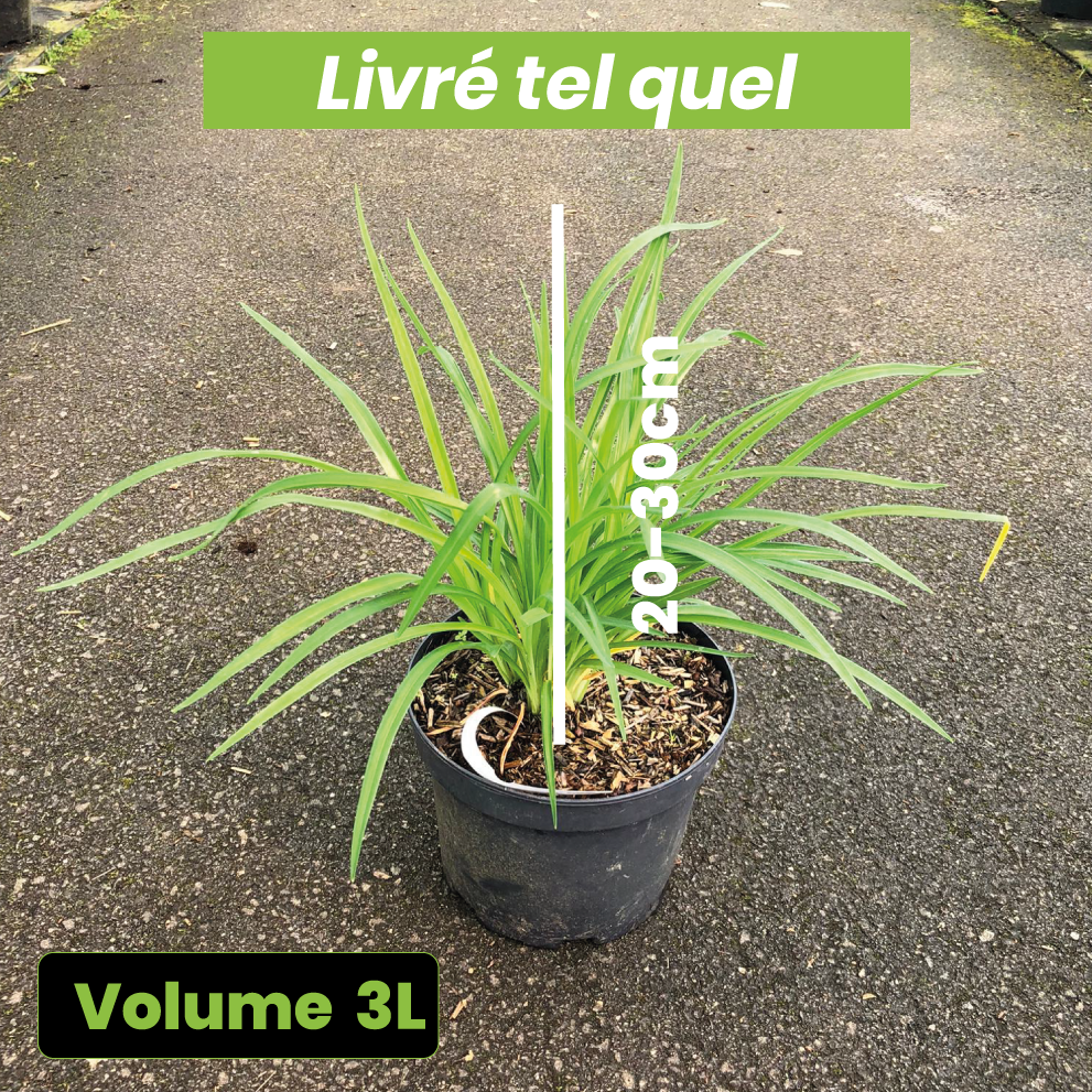 Hemerocallis Stella de Oro - Volume 3L / 20-30cm