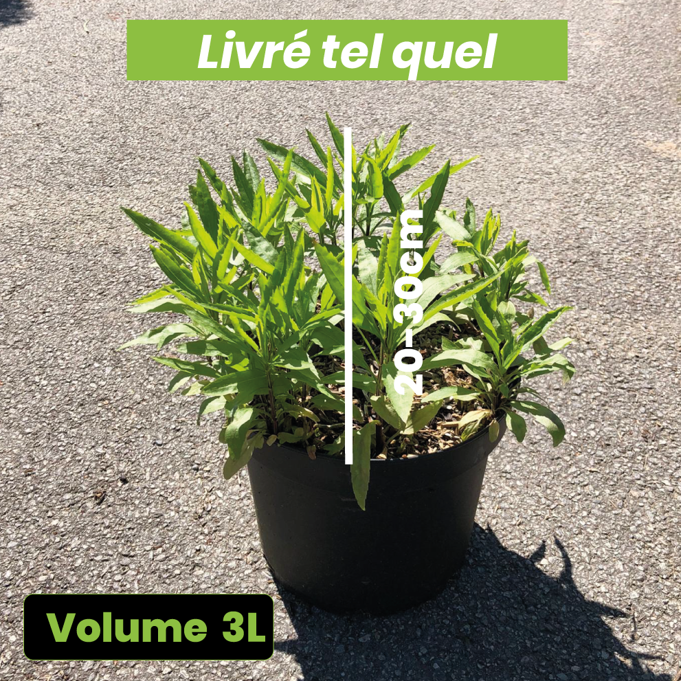 Physostegia virginiana Vivid - Cataleptique - Volume 3L / 20-30cm