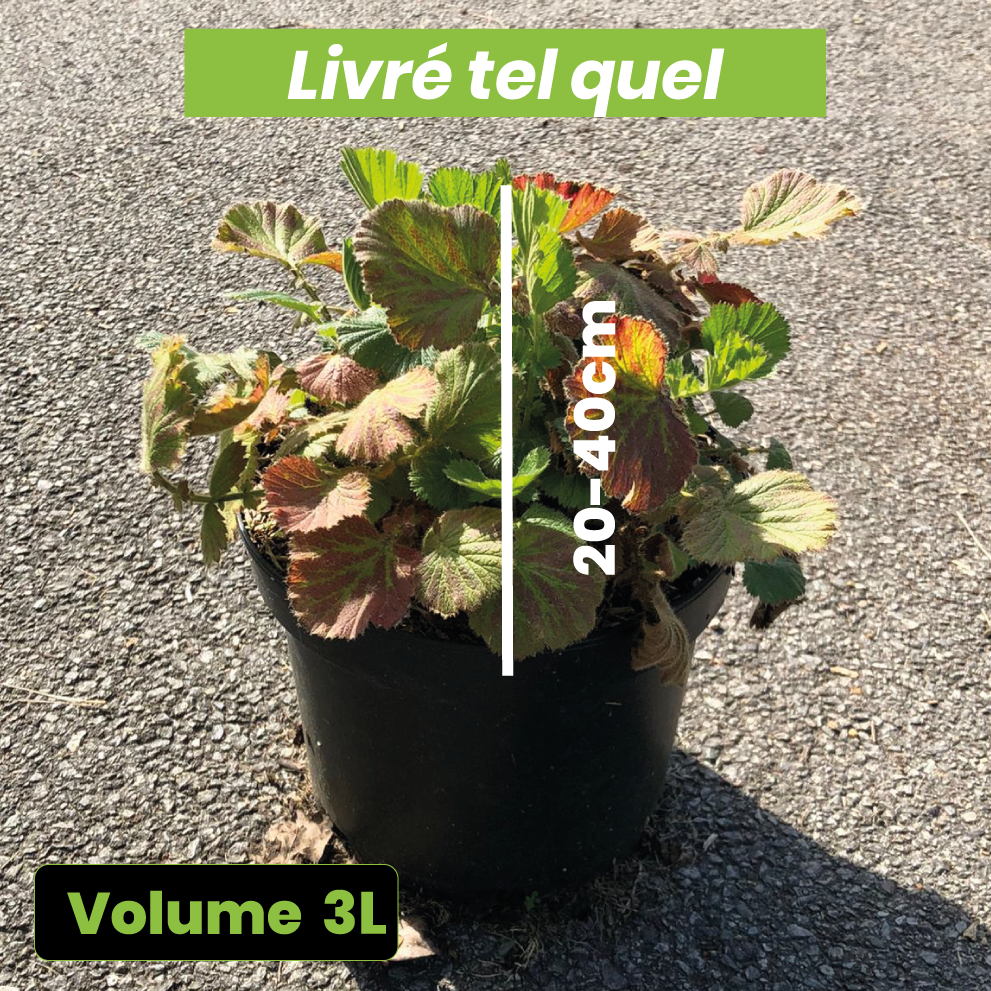 Geum 'Fire Storm' - Volume 3L / 20-40cm