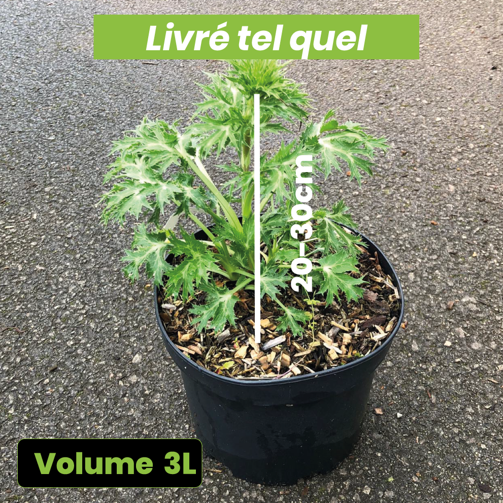 Eryngium 'Pen Blue' - Volume 3L / 20-30cm