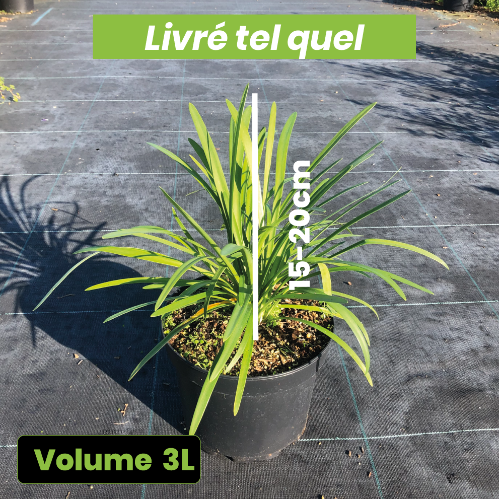 Agapanthus Silver Baby - Volume 3L / 15-20cm