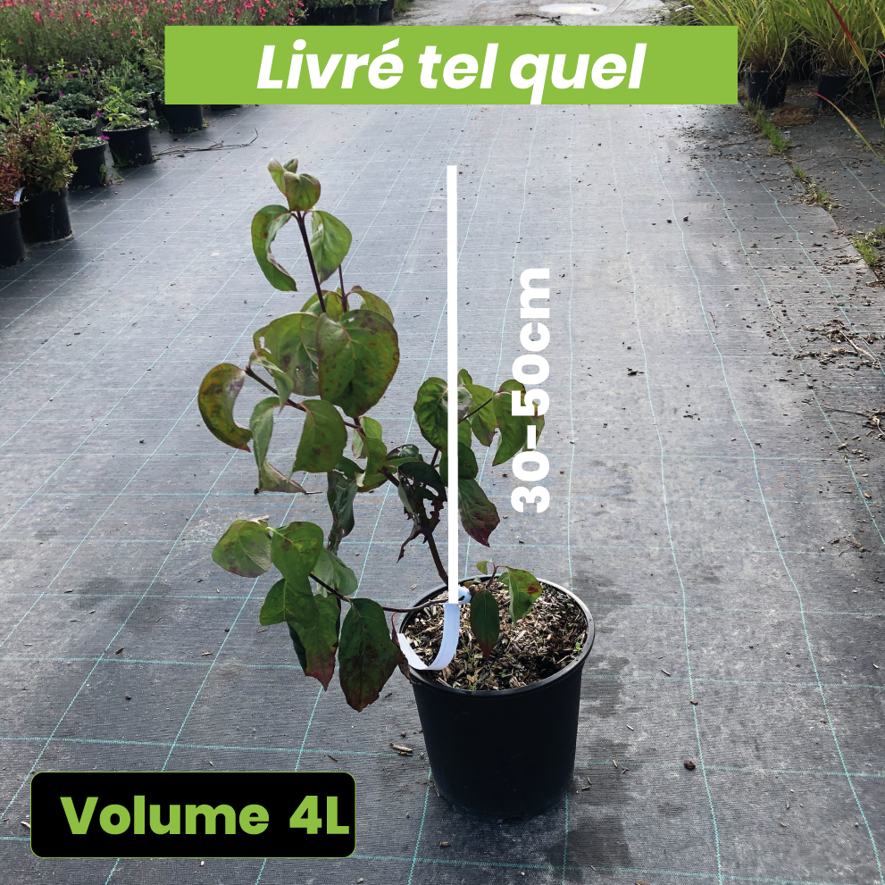 Cornus florida Cherokee Chief - Volume 4L / 30-50cm