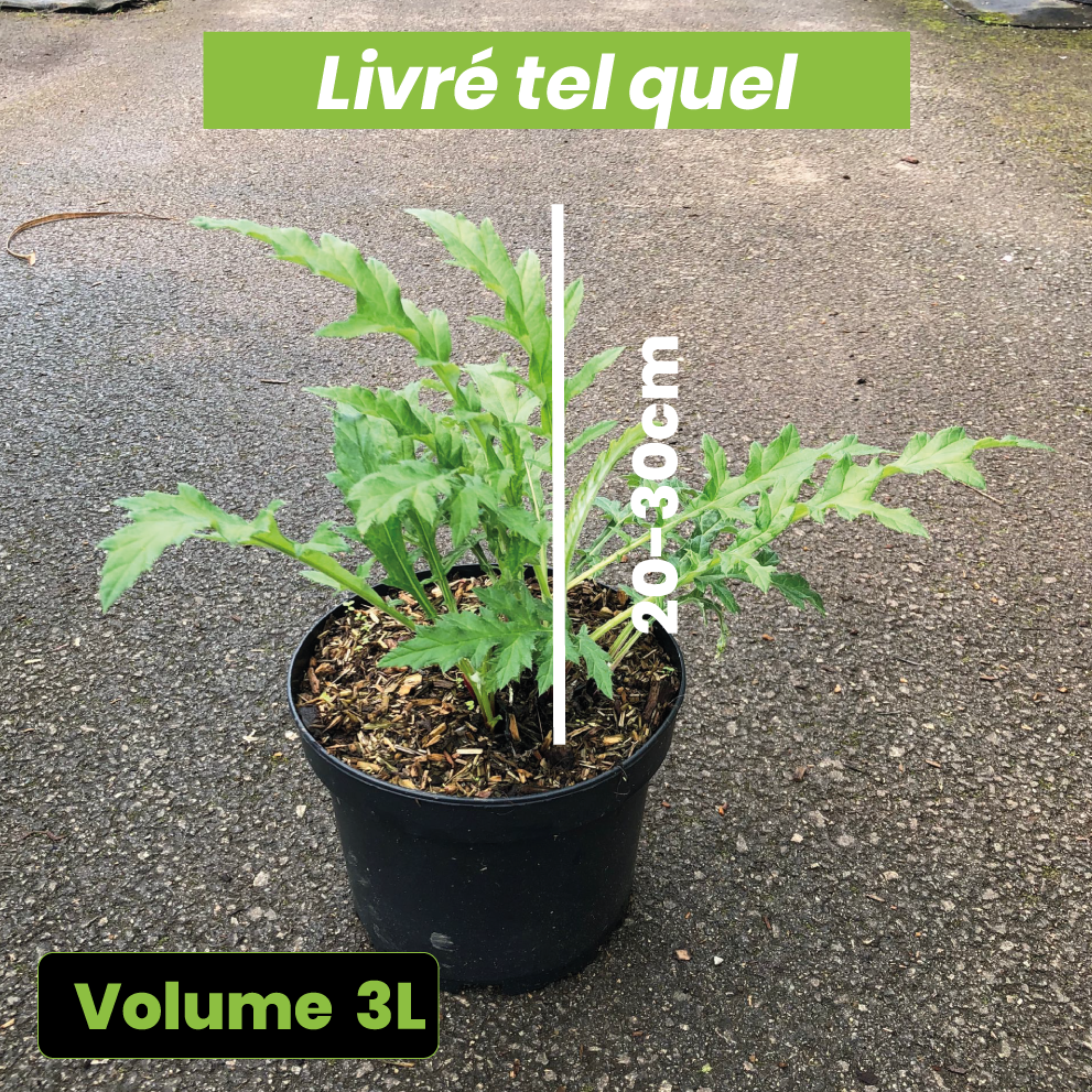 Echinops bannaticus Taplow Blue - Volume 3L / 20-30cm