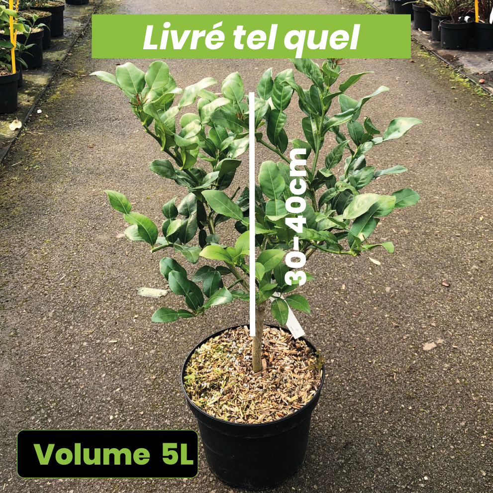 Citrus Hystrix - Combava - Volume 5L / 30-40cm