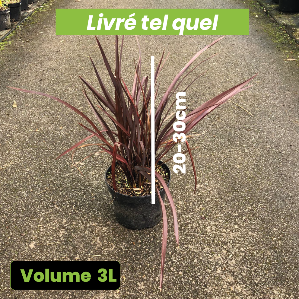 Phormium Rubra Nana - Volume 3L / 20-40cm