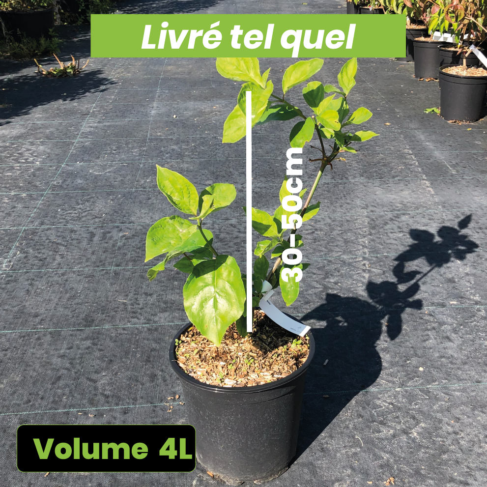 Cornus florida Cherokee Princess - Volume 4L / 30-50cm