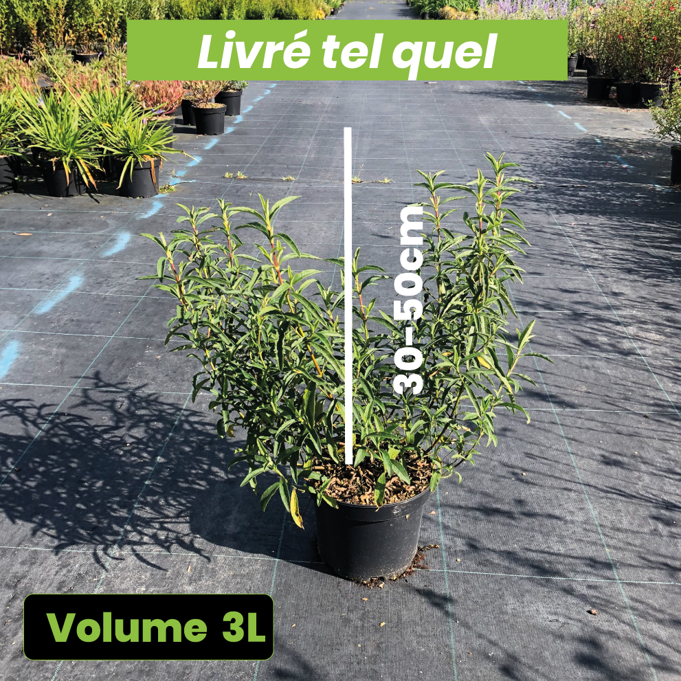 Cistus x Purpureus - Ciste pourpre - Volume 3L / 30-50cm