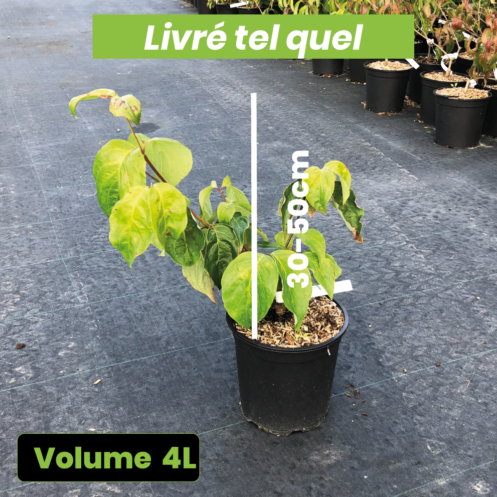 Cornus Florida Pluribracteata - Volume 4L / 30-50cm