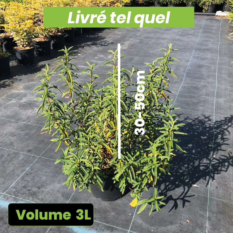 Cistus x purpureus Alan Fradd - Ciste pourpre à fleurs blanches - Volume 3L / 30-50cm