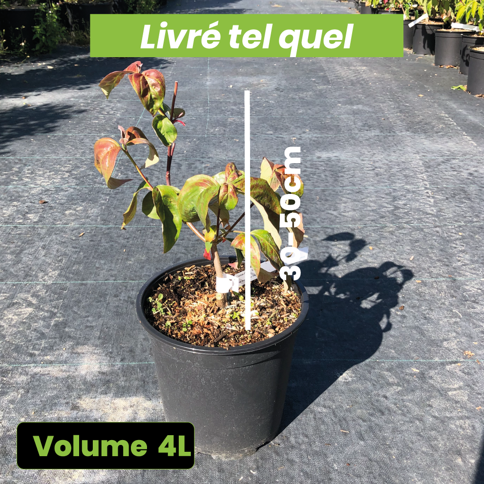 Cornus florida Red Giant - Volume 4L / 30-50cm