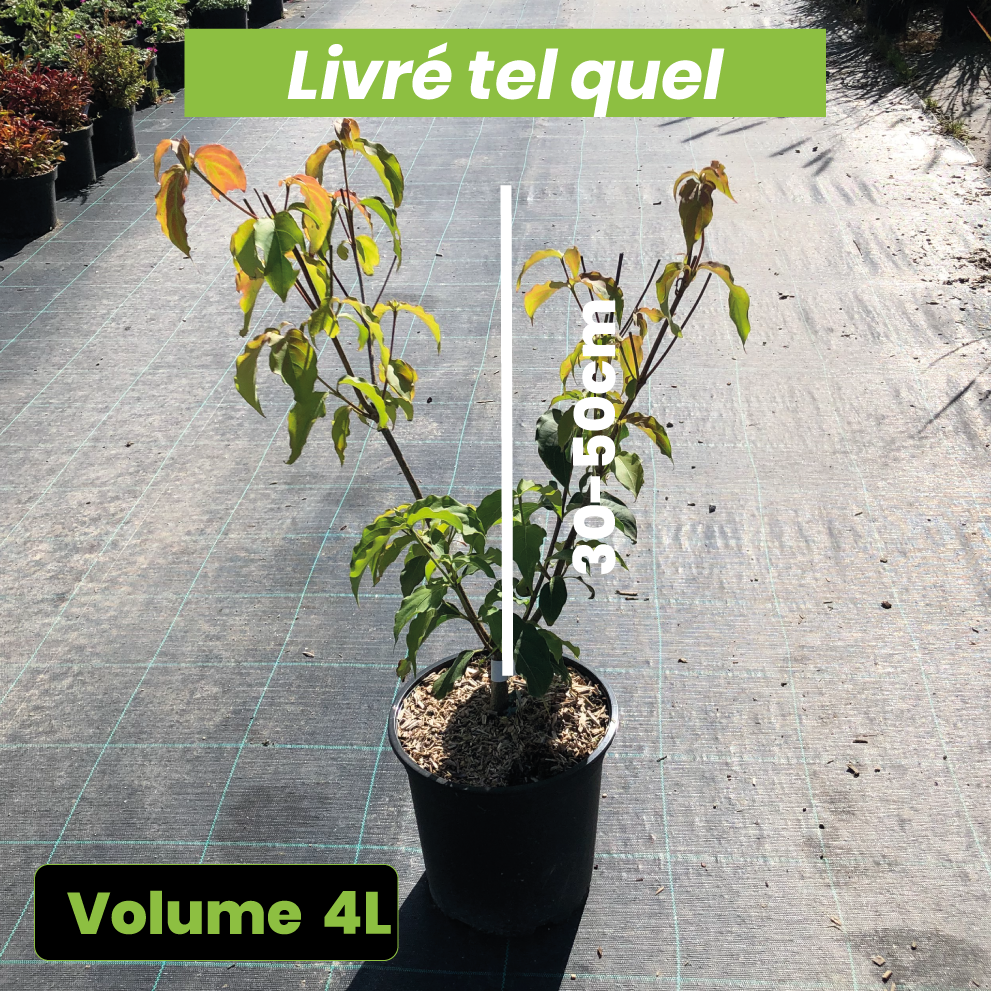 Cornus kousa Milky Way - Volume 4L / 30-50cm