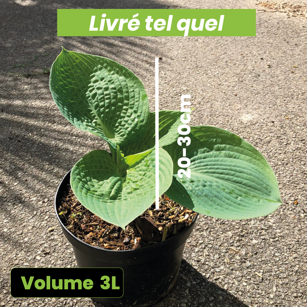 Hosta Big Daddy - Volume 3L / 20-30cm