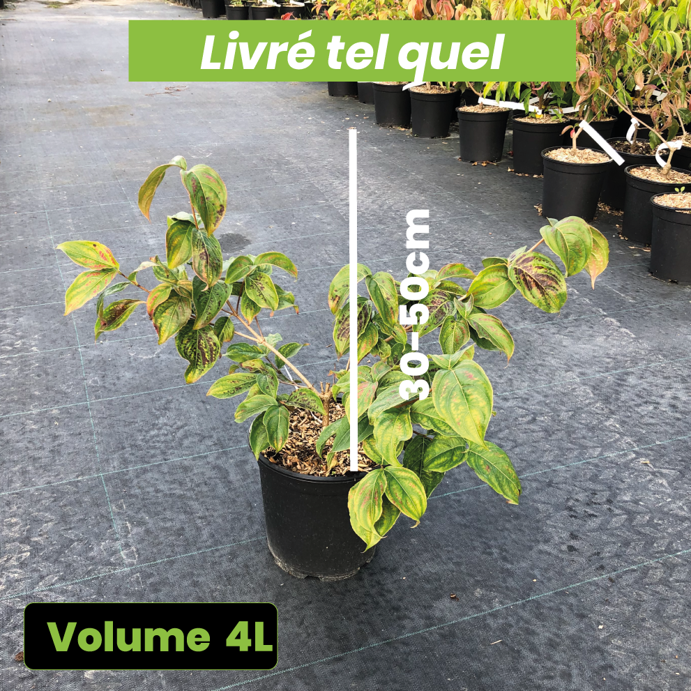 Cornus Kousa Satomi - Cornouiller du Japon rose - Volume 4L / 30-50cm
