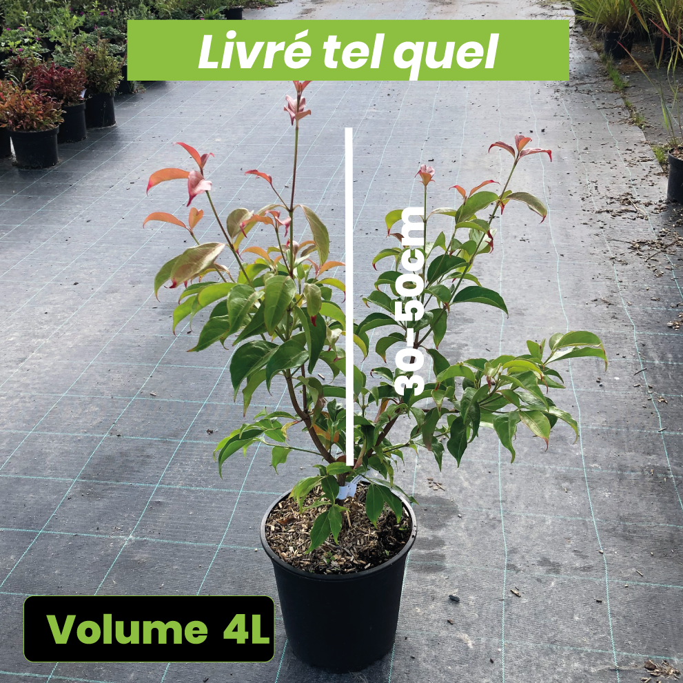 Cornus Hongkongensis - Volume 4L / 30-50cm