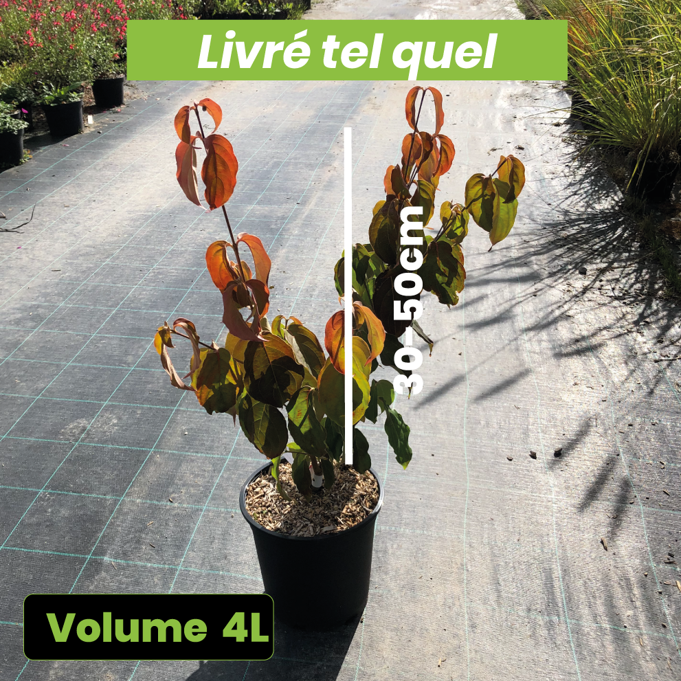 Cornus kousa Teutonia - Volume 4L / 30-50cm