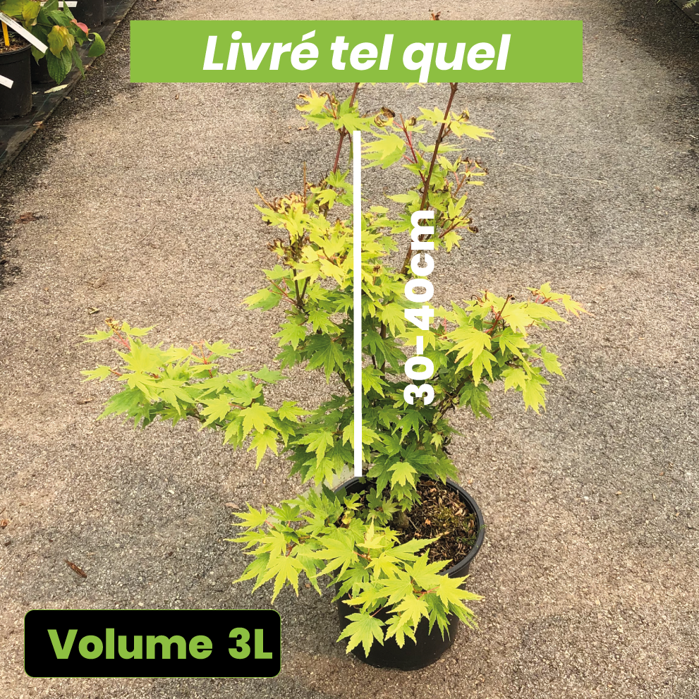 Acer Palmatum Berry Broom - Èrable du Japon Nain - Volume 3L / 30-40cm