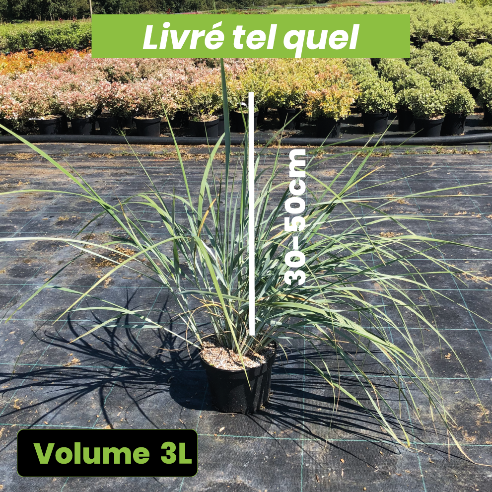 Leymus Arenarius - Blé d'Azur - Volume 3L / 30-50cm