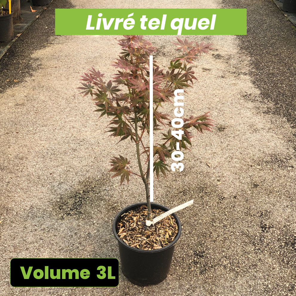 Acer Palmatum Trompenburg - Érable du Japon - Volume 3L / 30-40cm