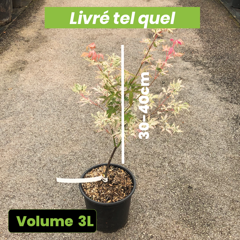 Acer Palmatum Ukigumo - Érable du Japon - Volume 3L / 30-40cm