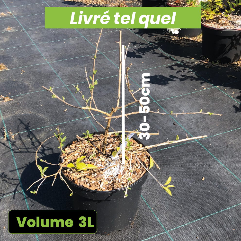 Lycium Barbarum - Goji - Volume 3L / 30-50cm