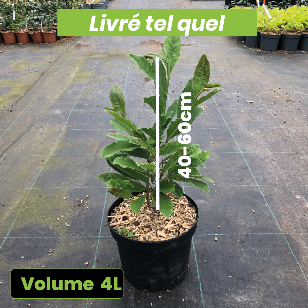 Magnolia Stellata - Magnolia Étoilé - Volume 4L / 40-60cm