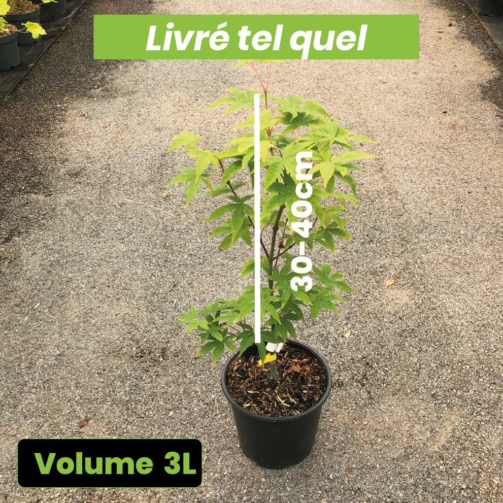 Acer Palmatum Osakazuki - Érable du Japon - Volume 3L / 30-40cm